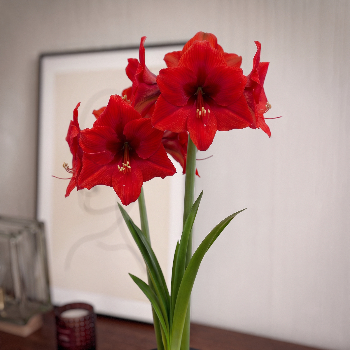 Amaryllis Double Six