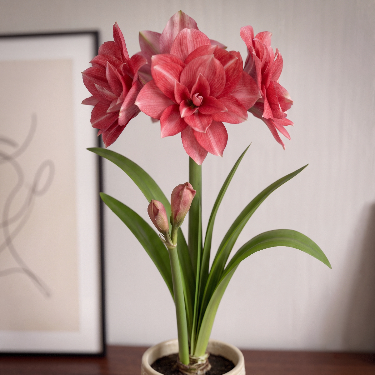 Amaryllis Double Dream