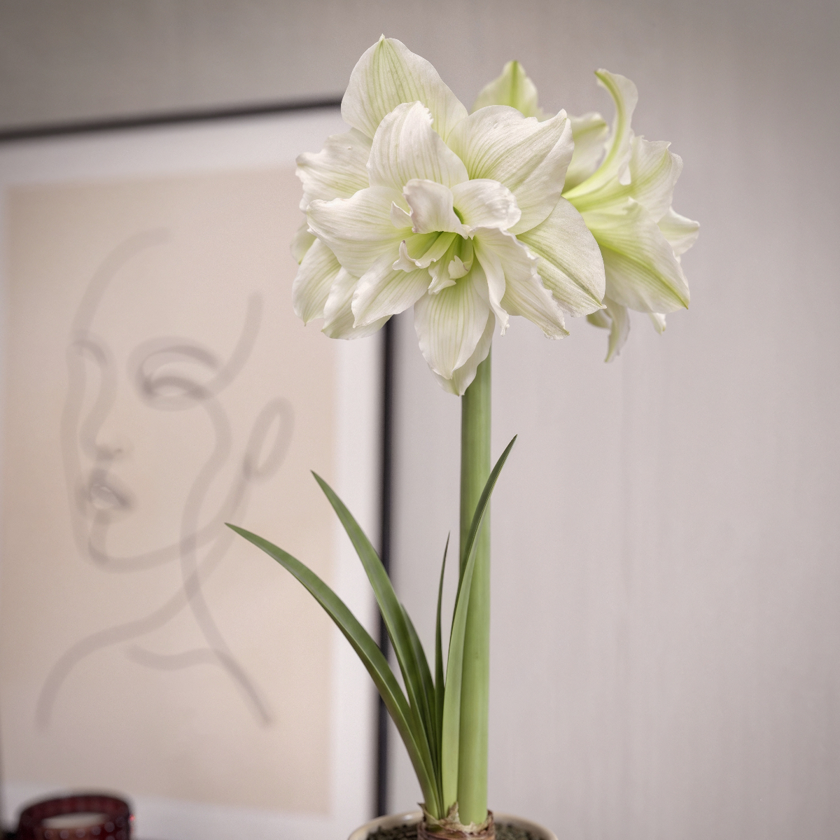 Amaryllis White Glory