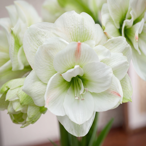 Amaryllis White Amadeus
