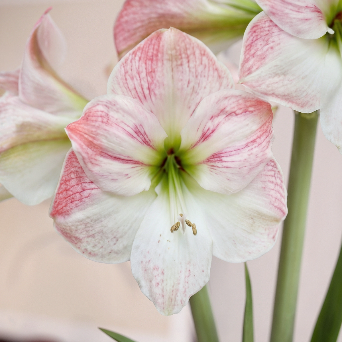 Amaryllis Cherry Blossom