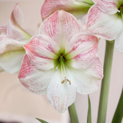 Amaryllis Cherry Blossom