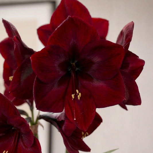 Amaryllis Benfica