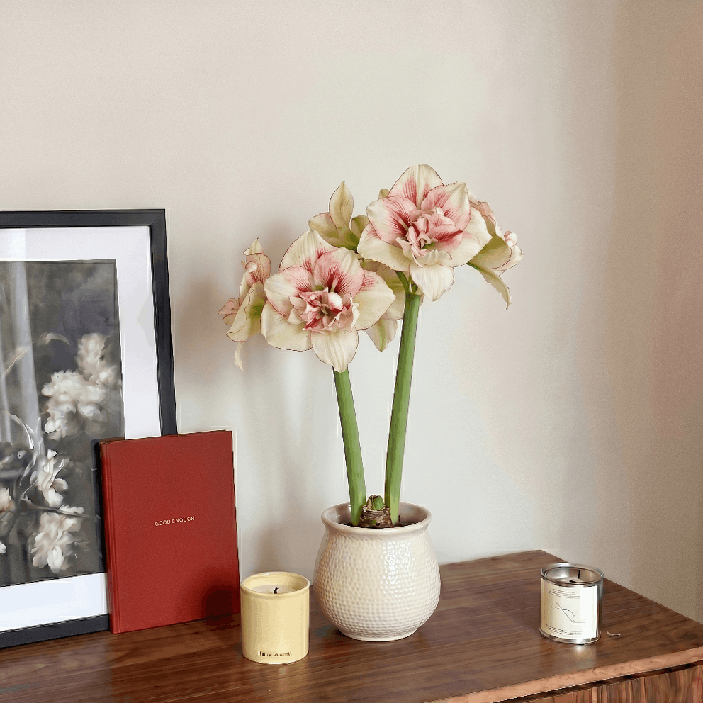 Amaryllis (Hippeastrum) Irinia