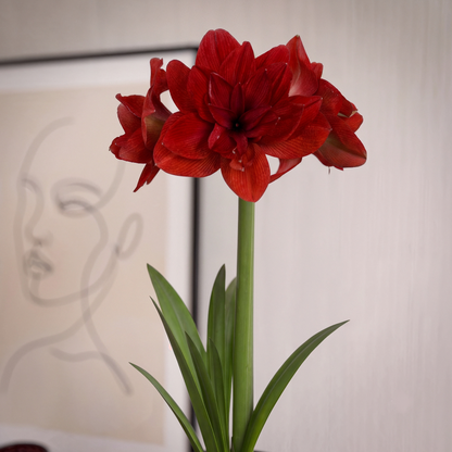 Amaryllis Red Glory