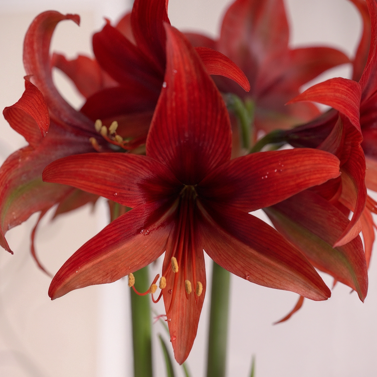 Bogota amaryllis (Hippeastrum) flower close-up