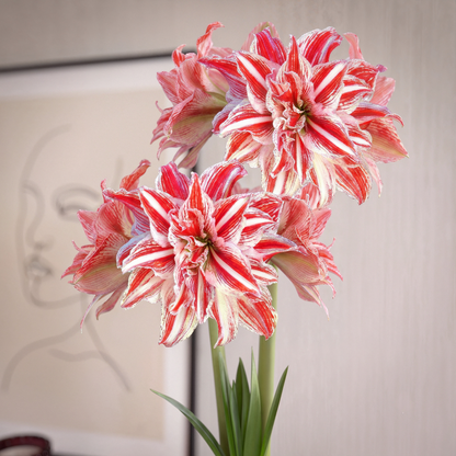 Amaryllis Gestreept Double