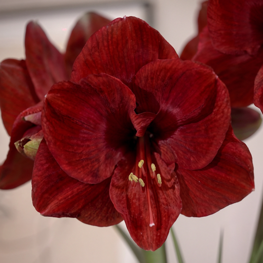 Amaryllis Fire Dancer
