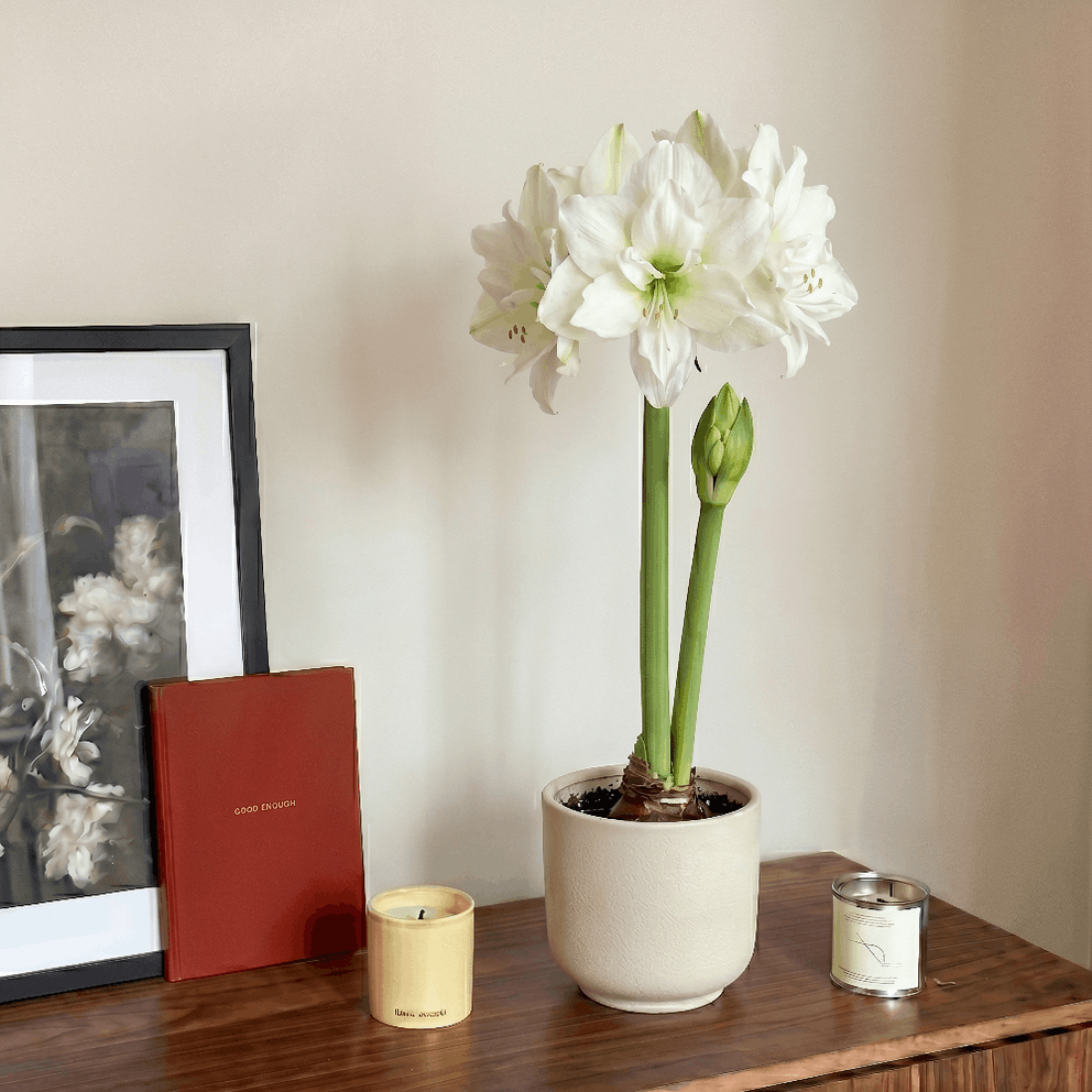 Amaryllis Wimbledon 