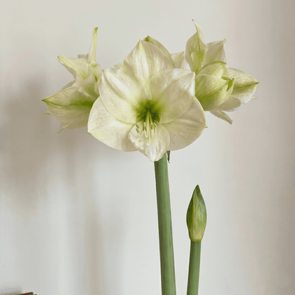 Amaryllis Montana