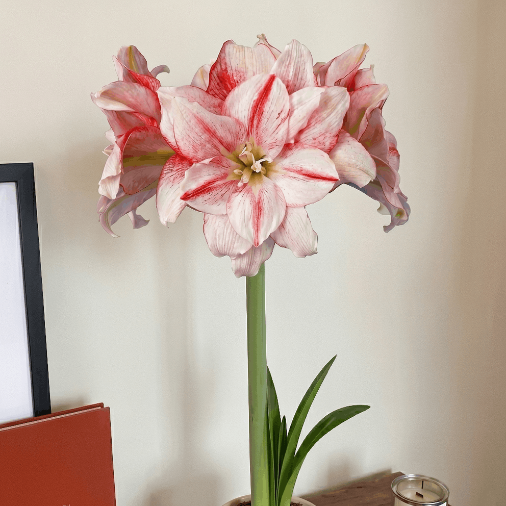 Amaryllis Nr.1503-1