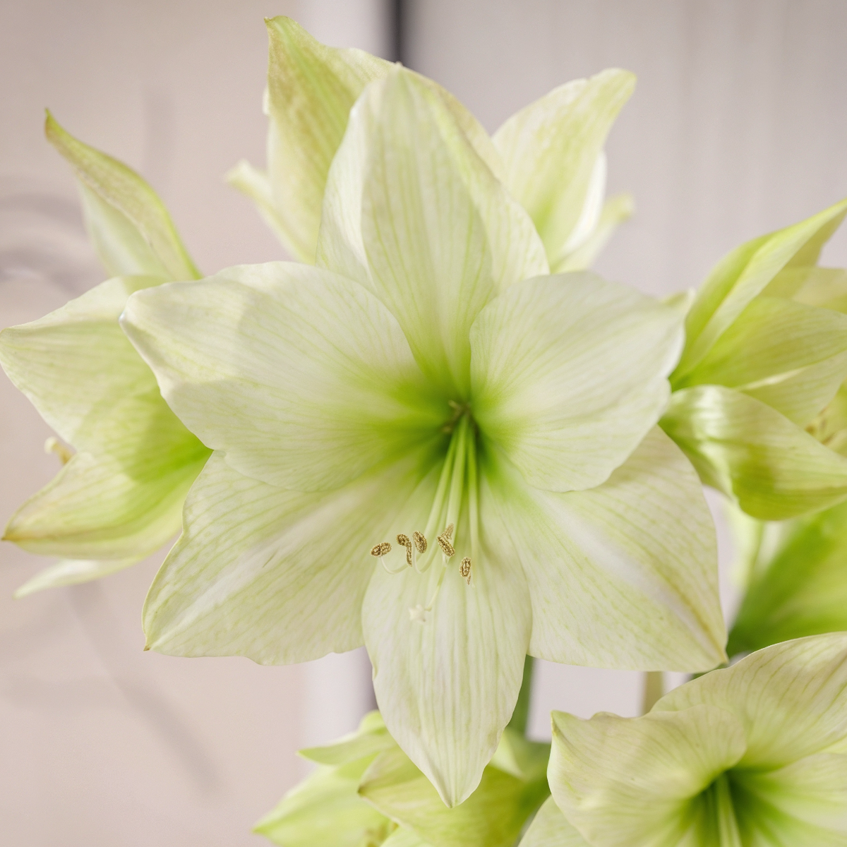 Amaryllis Lemon Grandise