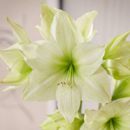 Amaryllis Lemon Grandise