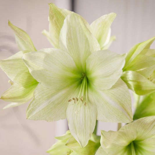 Amaryllis Lemon Grandise