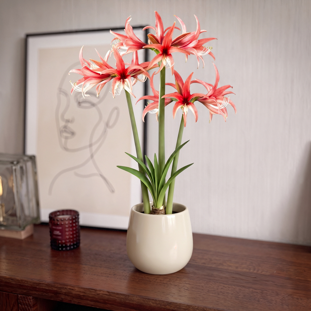 Amaryllis Rose Cybister