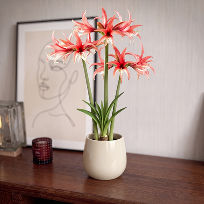 Amaryllis Rose Cybister