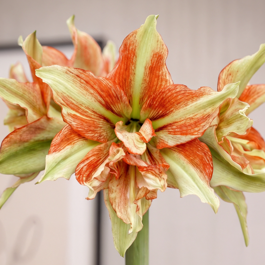 Amaryllis Bentley