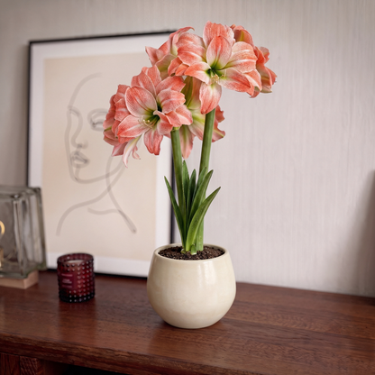 Amaryllis Giant Amadeus