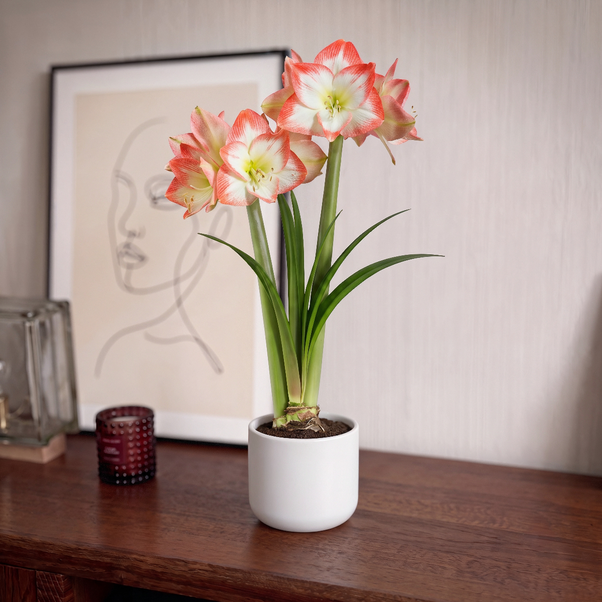 Amaryllis Sofia