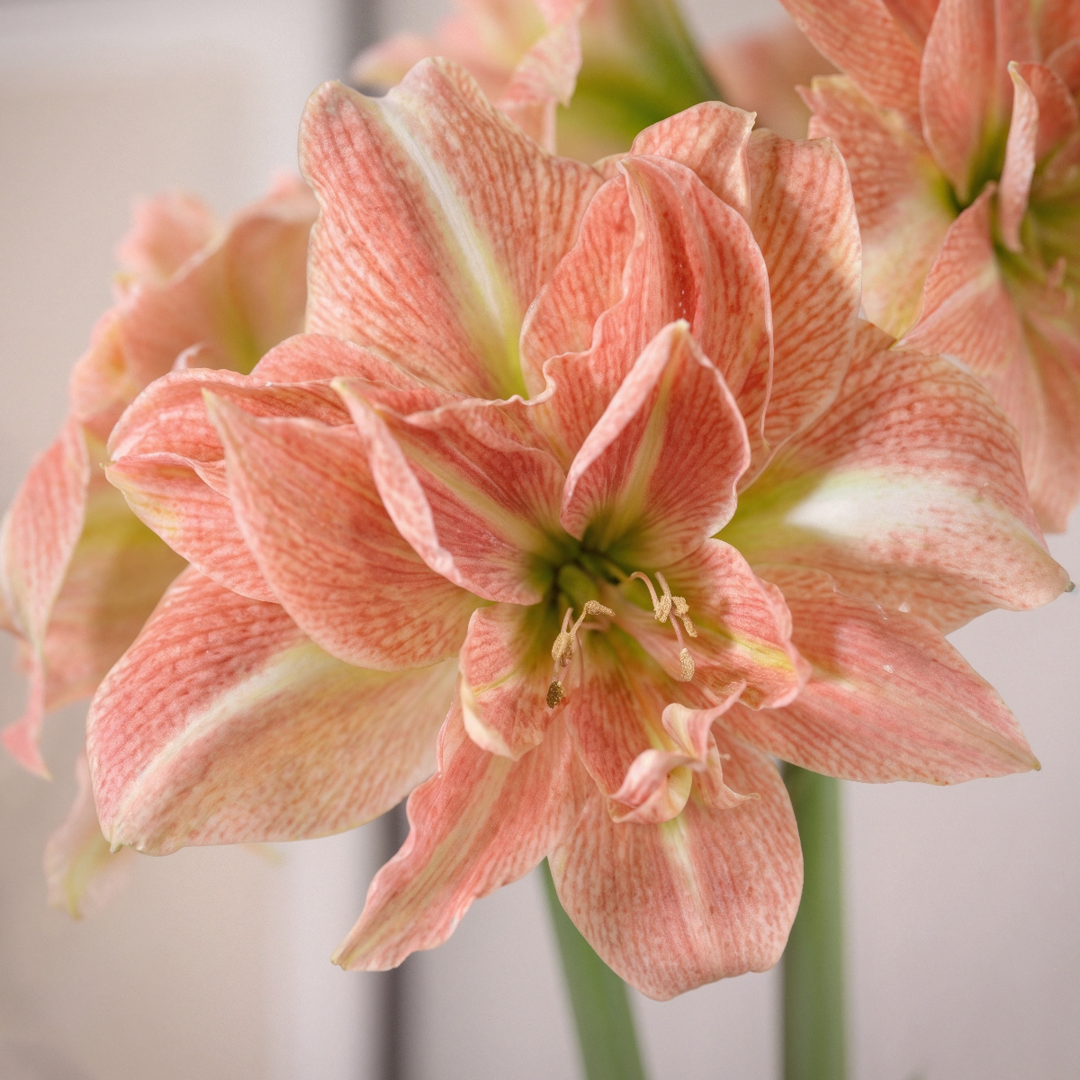 Amaryllis Sweet Amadeus