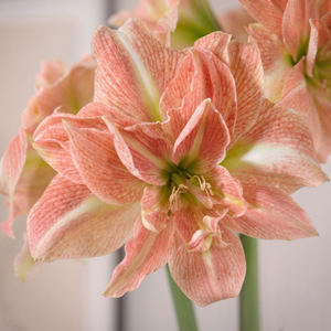 Amaryllis Sweet Amadeus