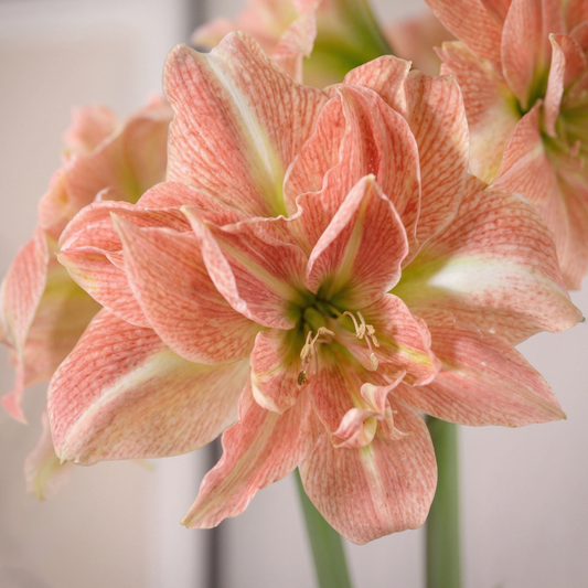 Amaryllis Sweet Amadeus