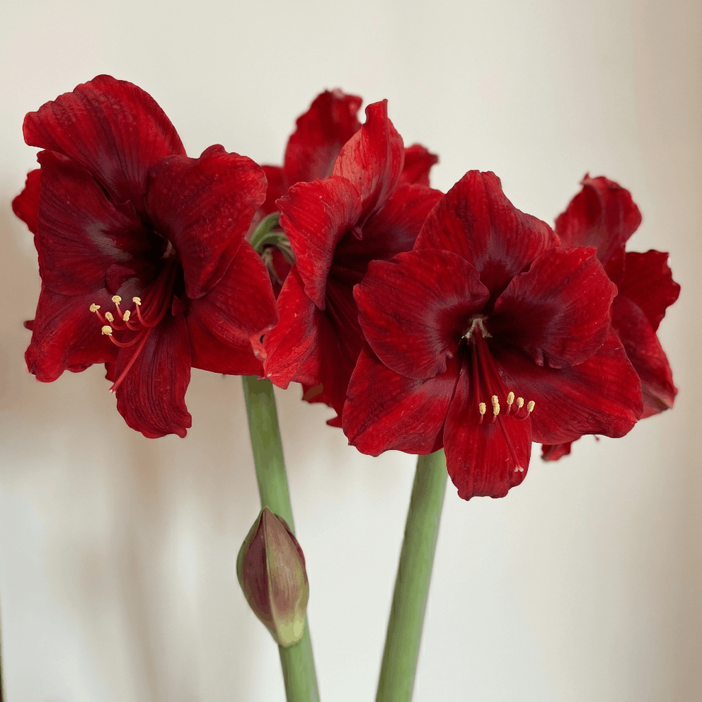 Amaryllis Amarossi