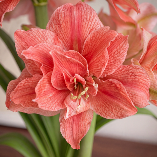 Amaryllis Sweet Nymph
