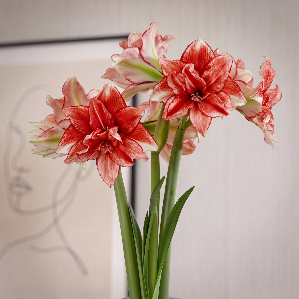 Amaryllis Flamed Amadeus