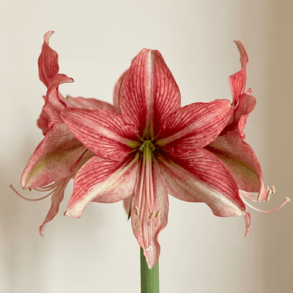 Amaryllis (Hippeastrum) Pink Amazon