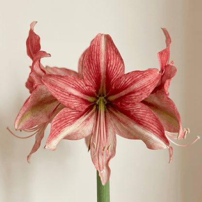 Amaryllis (Hippeastrum) Pink Amazon
