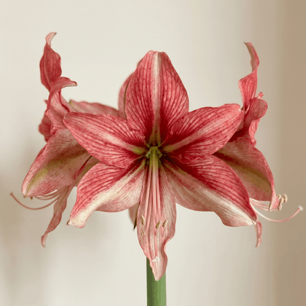 Amaryllis (Hippeastrum) Pink Amazon