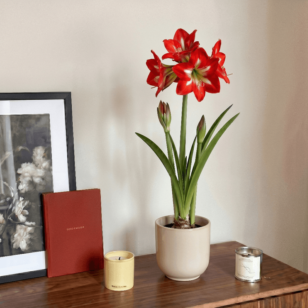 Amaryllis Christmas Star