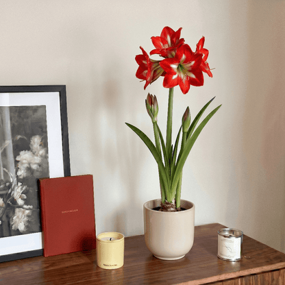 Amaryllis Christmas Star