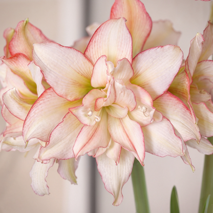 Amaryllis Harlequin