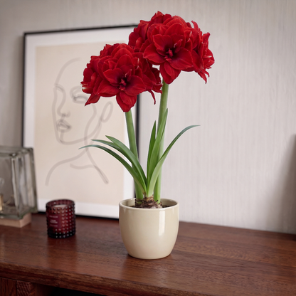 Amaryllis Inferno