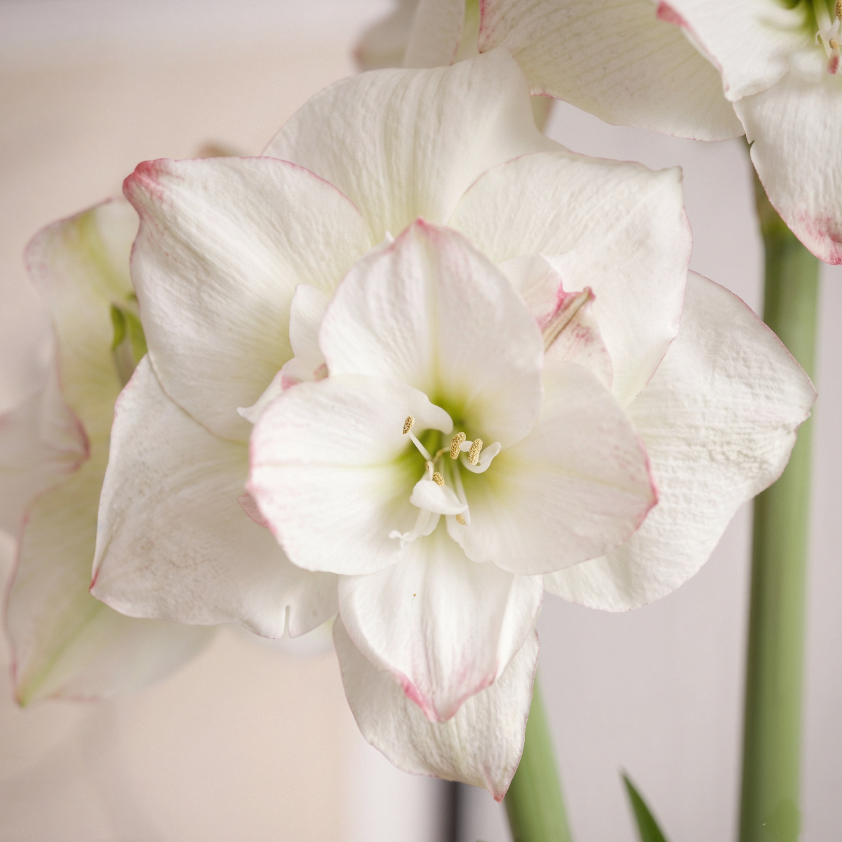 Amaryllis Amadeus Candy