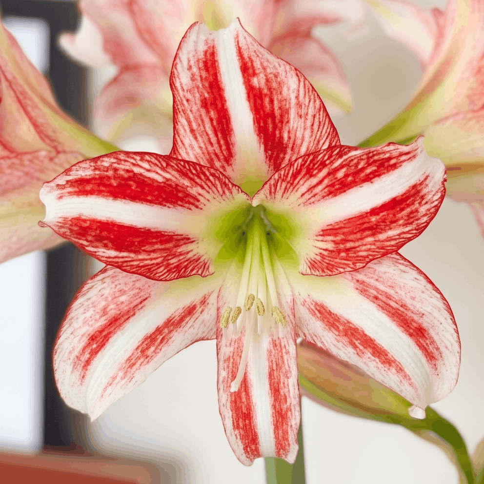 Amaryllis Strawberry Ice