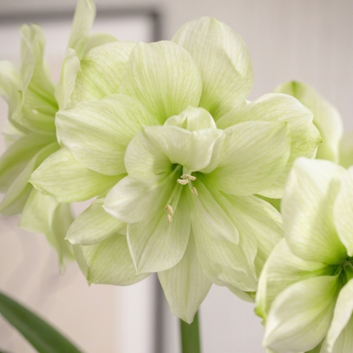 Amaryllis Marilyn