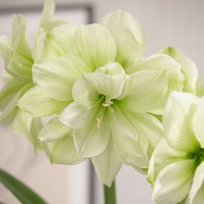 Amaryllis Marilyn