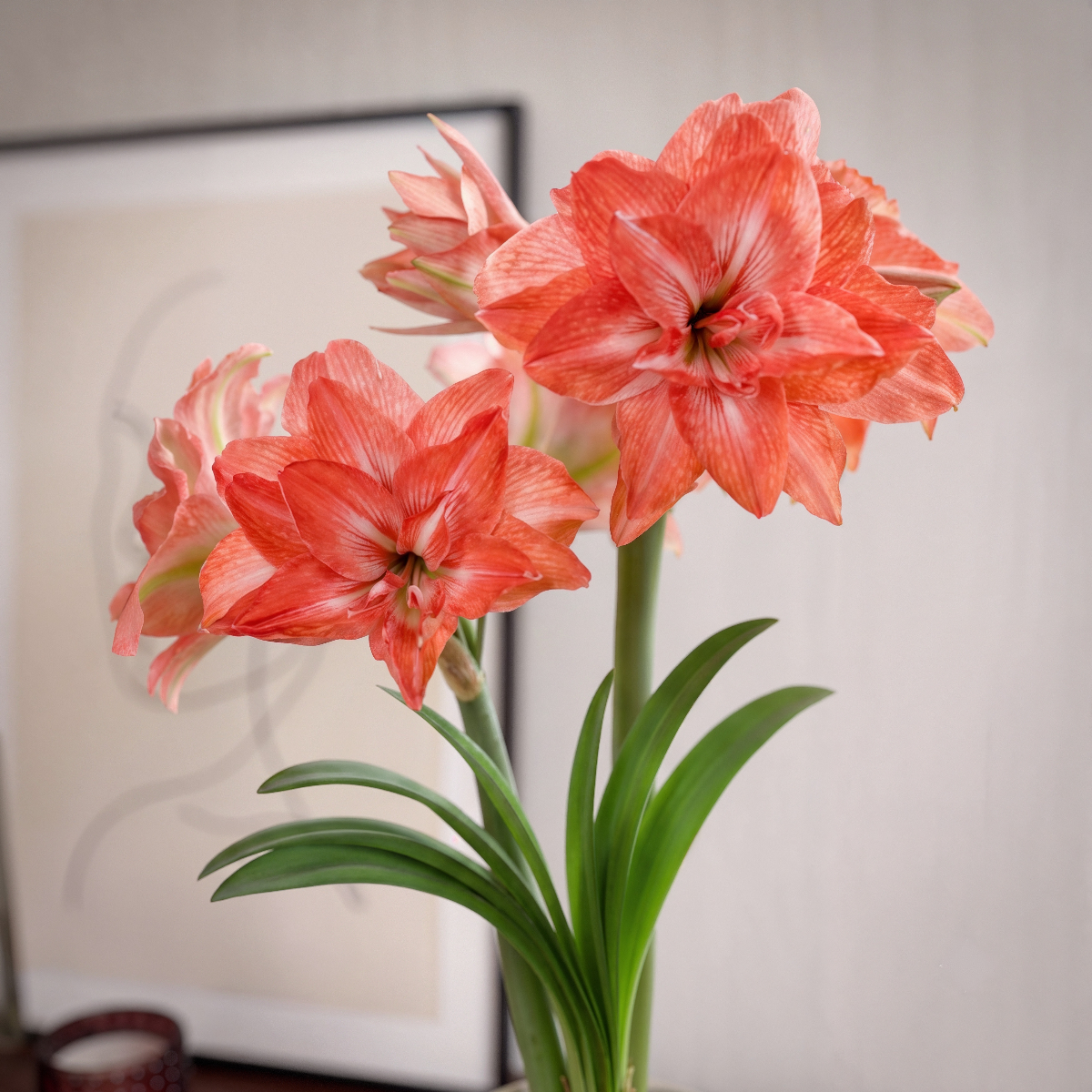 Amaryllis Lady Jane