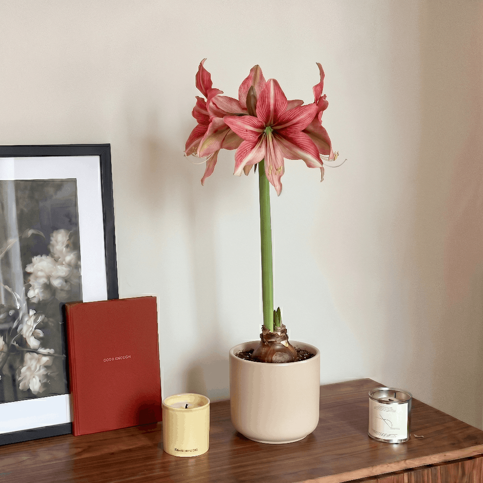 Amaryllis (Hippeastrum) Pink Amazon
