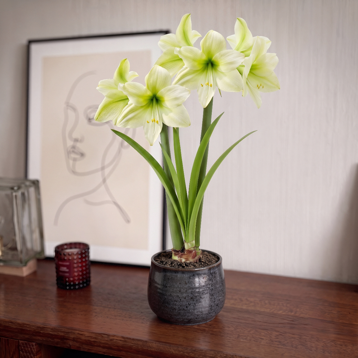 Amaryllis Lemon Sorbet