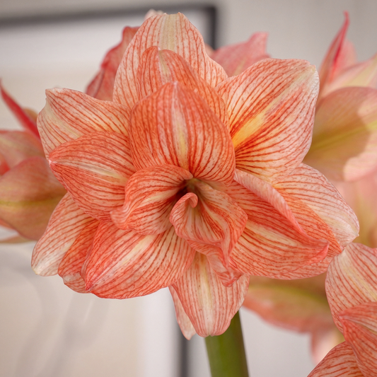 Amaryllis Zombie