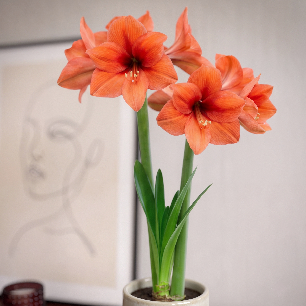 Amaryllis Orange Souvereign