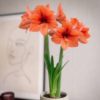 Amaryllis Orange Souvereign