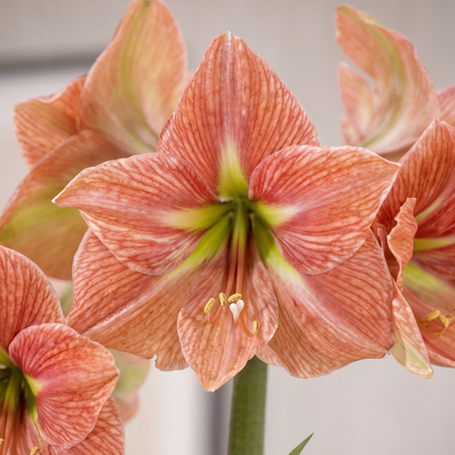 Amaryllis Terra Cotta Star