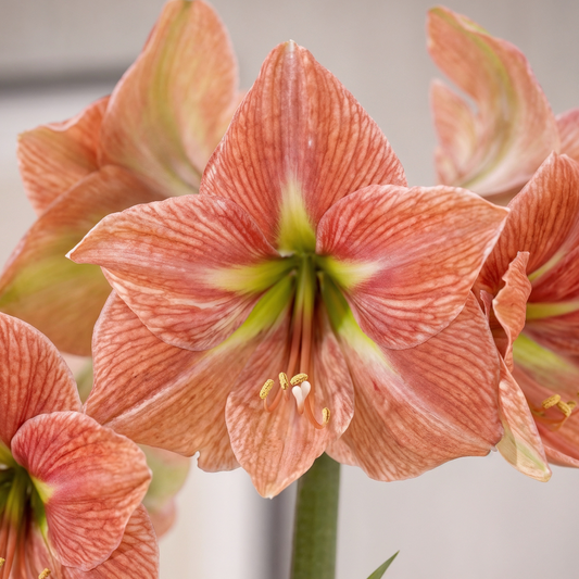 Amaryllis Terra Cotta Star