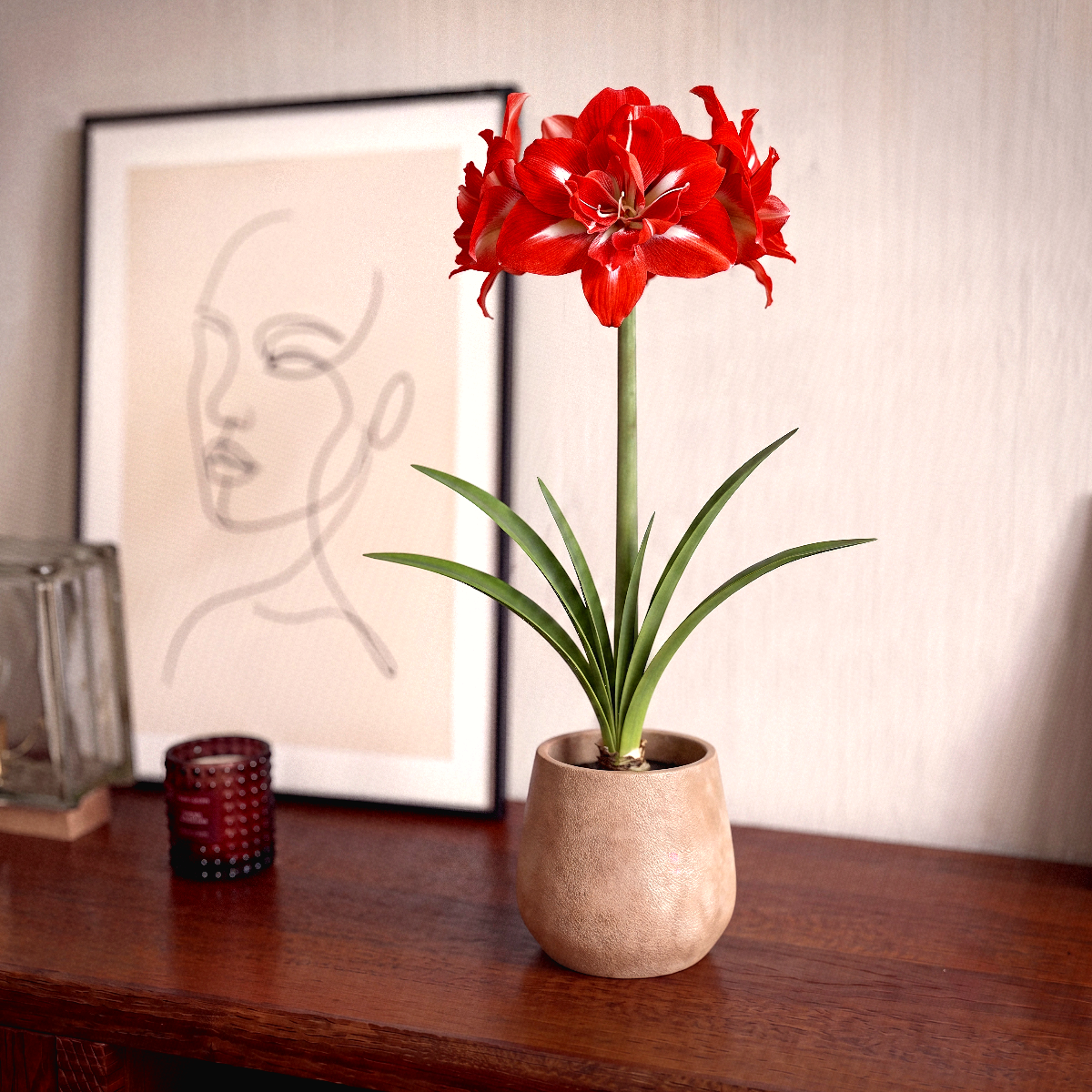 Amaryllis Happy Nymph