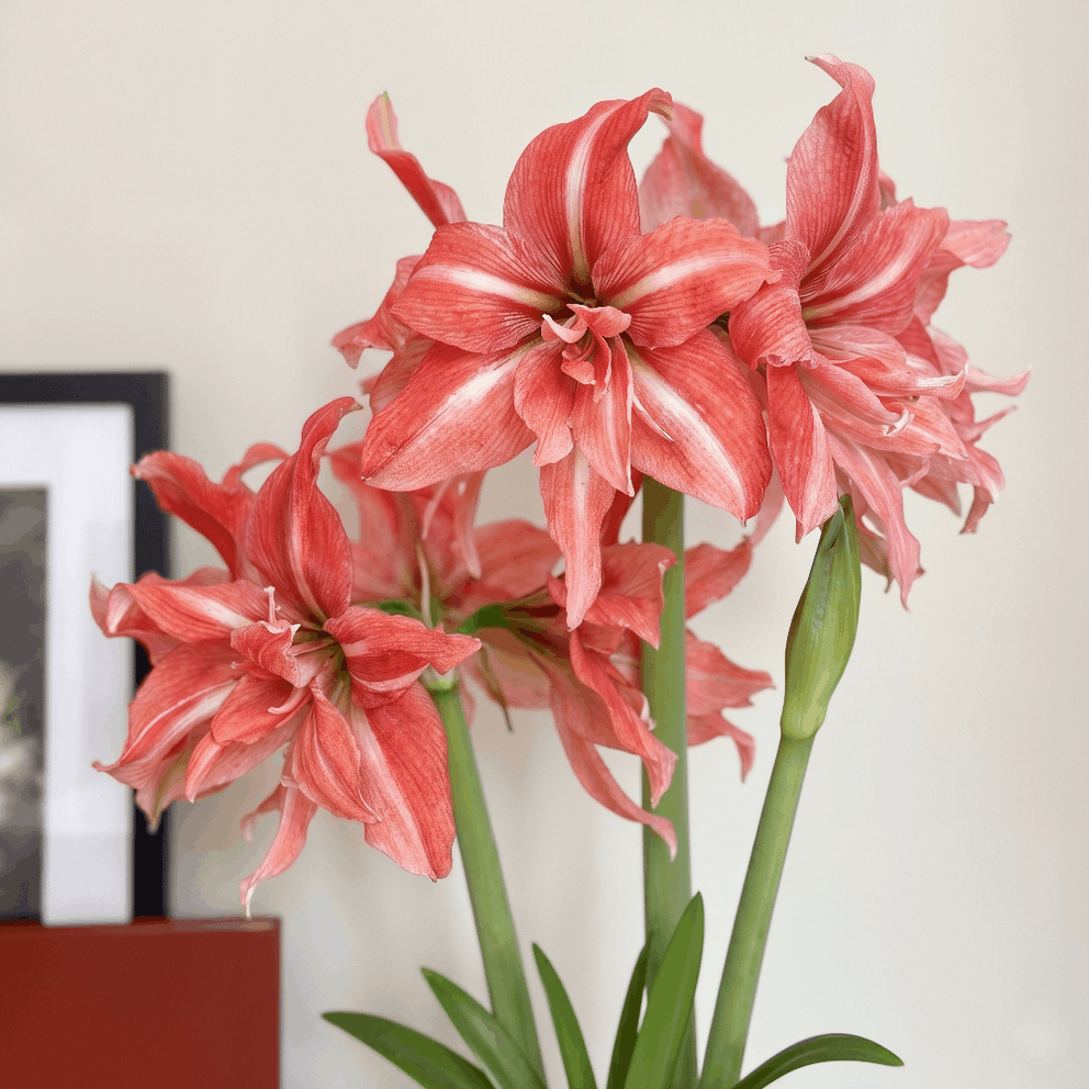 Amaryllis Wild Romance